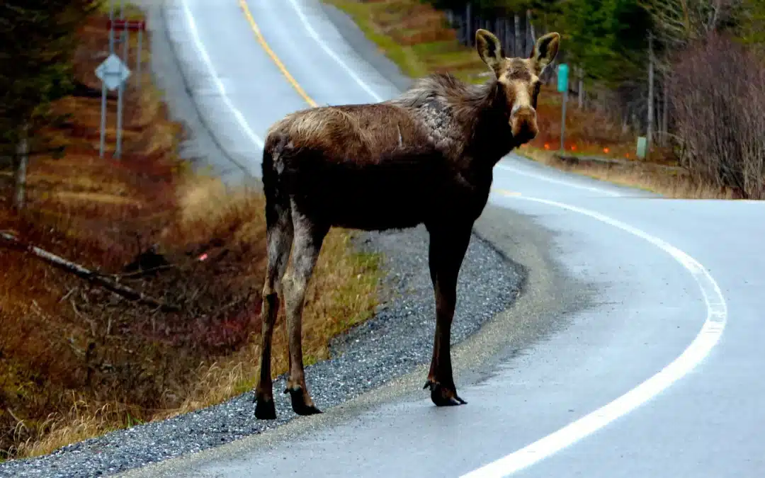 Corridors Écologiques : clés de la Biodiversité