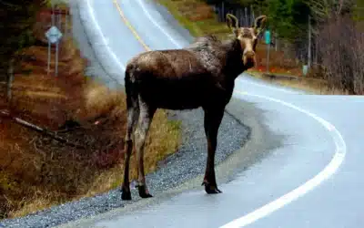 Corridors Écologiques : clés de la Biodiversité